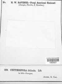 Ceuthospora foliicola image